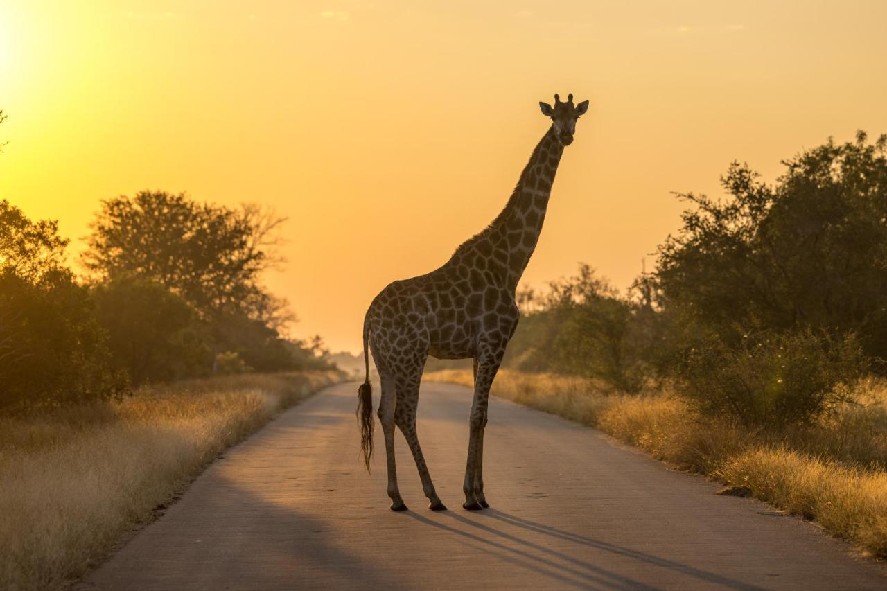 Lindiwe Safari Lodge Hoedspruit Exterior foto